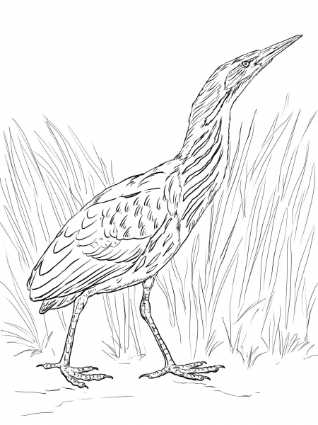 Realistic Bittern coloring page image