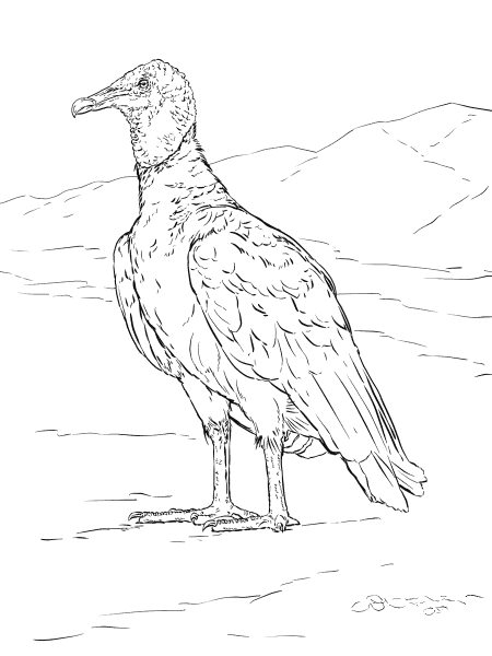 Realistic Black Vulture coloring page image
