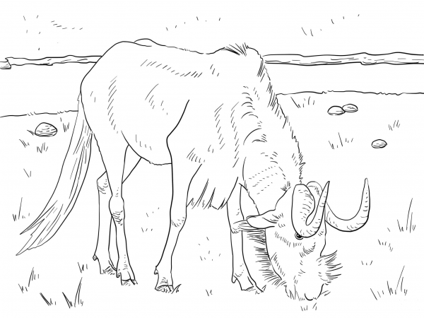 Realistic Black Wildebeest coloring page image