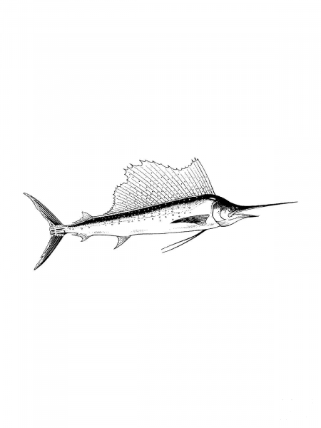 Realistic Blue Marlin coloring page image