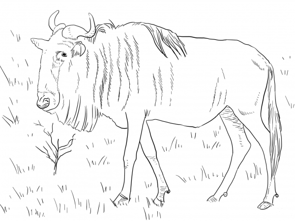 Realistic Blue Wildebeest coloring page image