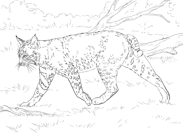 Realistic Bobcat coloring page image