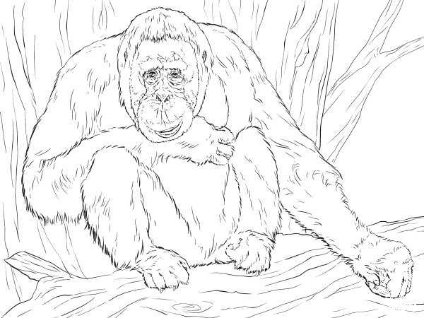 Realistic Bornean Orangutan coloring page image