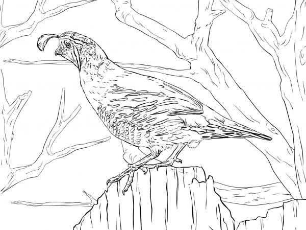 Realistic California Quail coloring page image