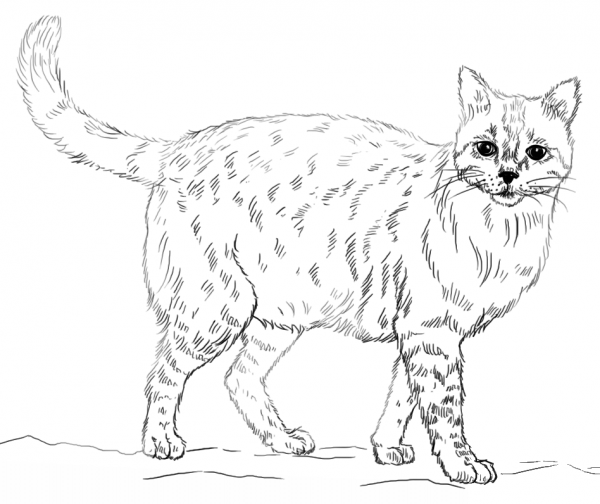 Realistic Cat coloring page image