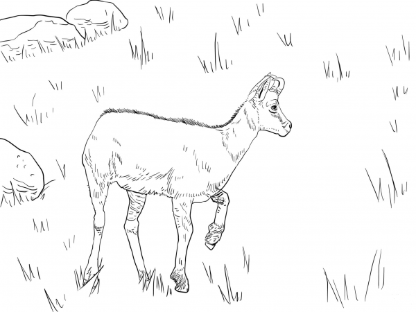 Realistic Chamois coloring page image