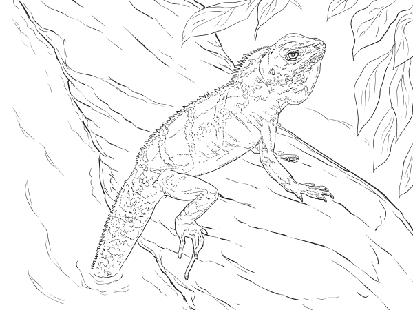 Realistic Chinese Water Dragon coloring page image