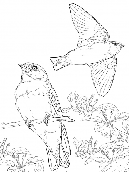 Realistic Cliff Swallows coloring page image