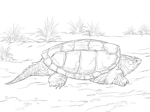 Realistic Common Snapping Turtle coloring page image