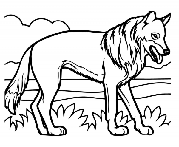Realistic Coyote coloring page image