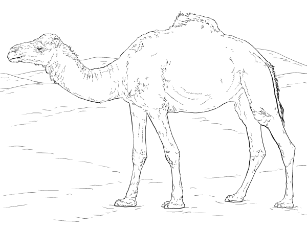 Realistic Dromedary Camel coloring page image
