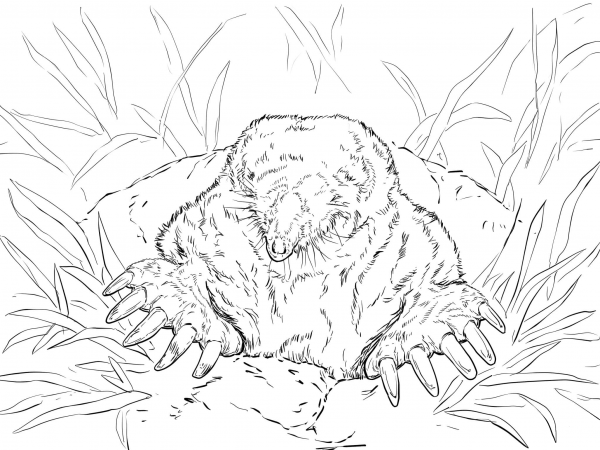 Realistic Eastern Mole coloring page image
