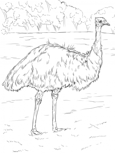 Realistic Emu coloring page image