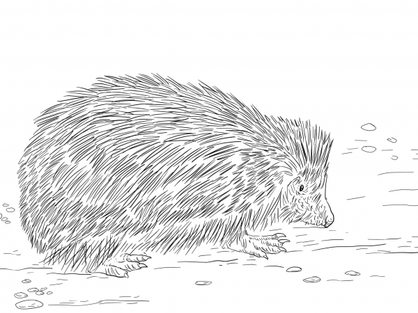 Realistic European Hedgehog coloring page image