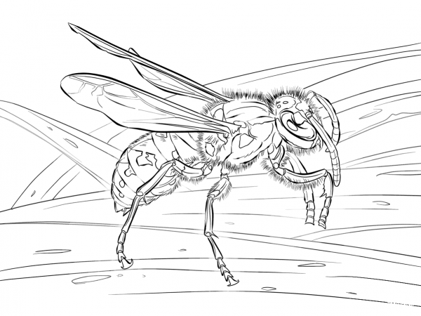 Realistic European Wasp coloring page image