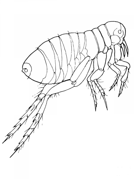 Realistic Flea coloring page image