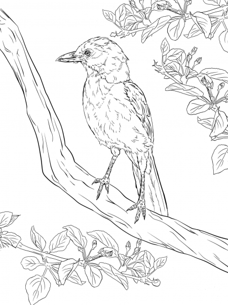 Realistic Florida Scrub Jay coloring page image