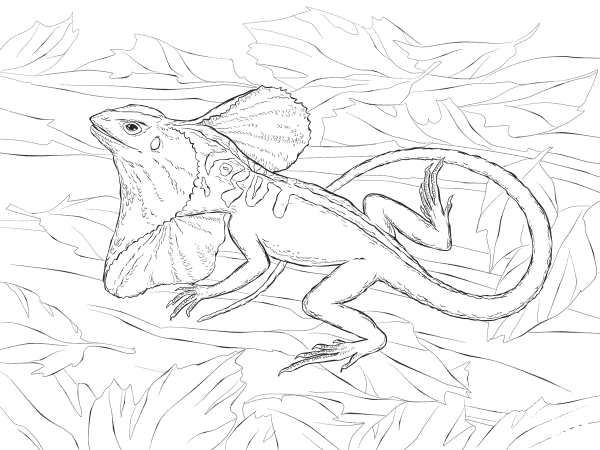 Realistic Frill Necked Lizard coloring page - ColouringPages