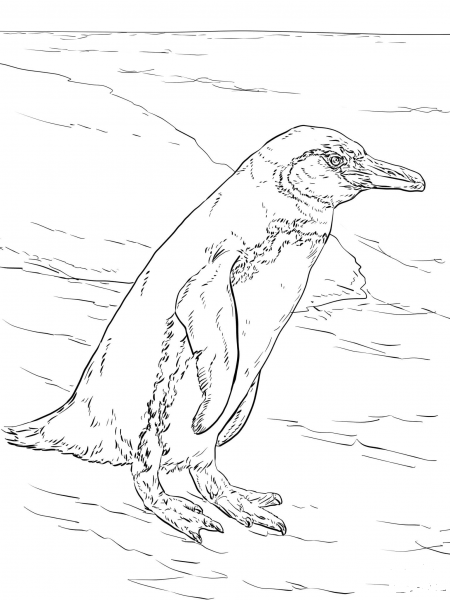 Realistic Galapagos Penguin coloring page image