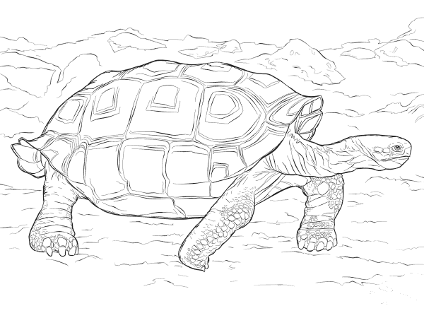 Realistic Galapagos Tortoise coloring page image