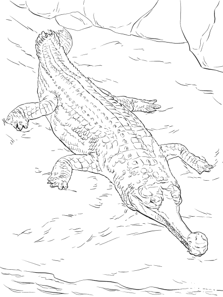 Realistic Gavial coloring page image