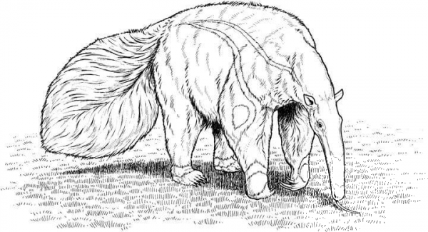 Realistic Giant Anteater coloring page image