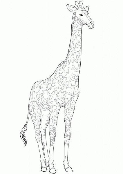 Realistic Giraffe coloring page image