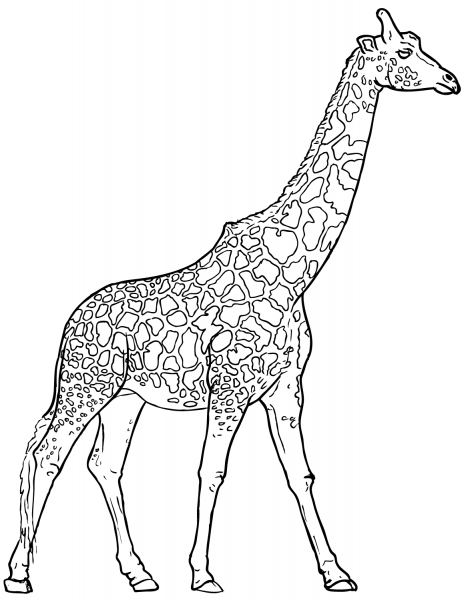 Realistic Giraffe coloring page image