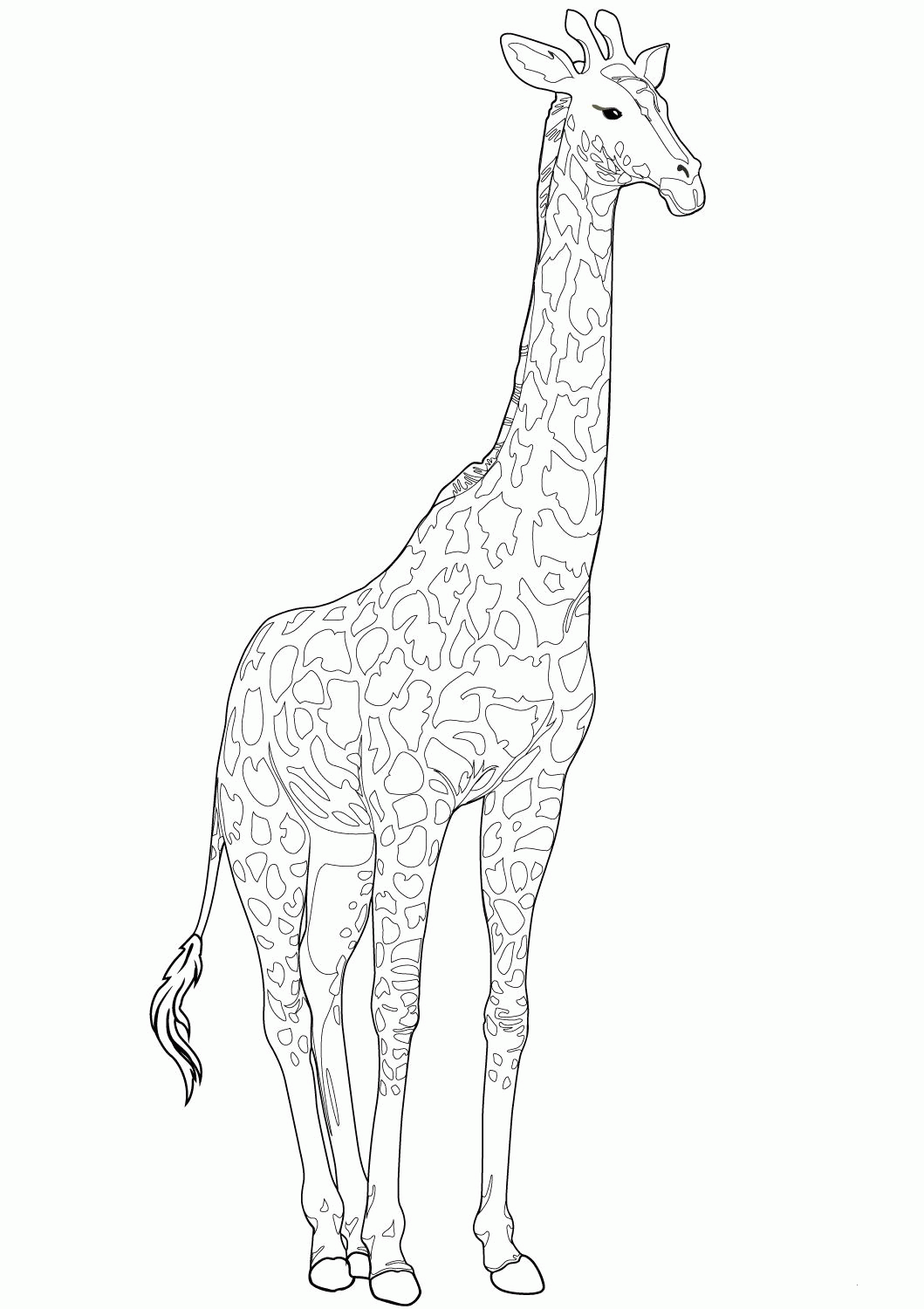 Realistic Giraffe coloring page - ColouringPages