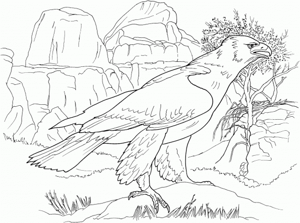Realistic Golden Eagle coloring page image