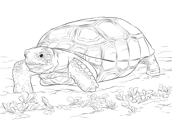 Realistic Gopher Tortoise coloring page image