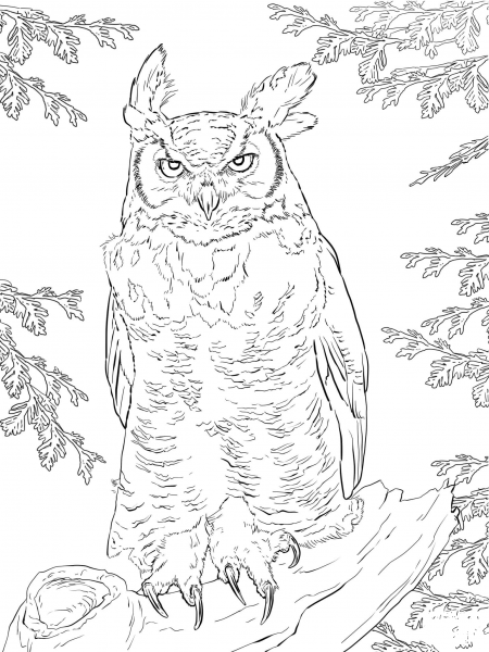 Realistic Great Horned Owl coloring page image