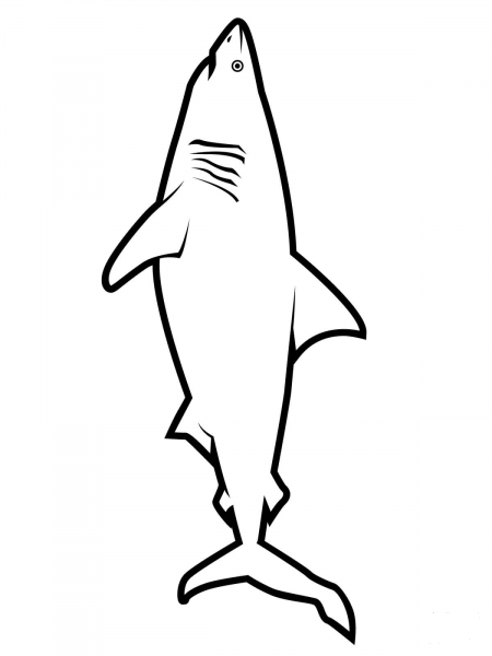Realistic Great White Shark coloring page image