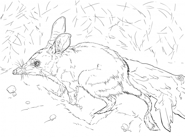 Realistic Greater Bilby coloring page image