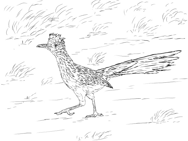 Realistic Greater Roadrunner coloring page image