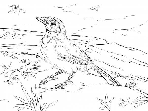 Realistic Green Jay coloring page image