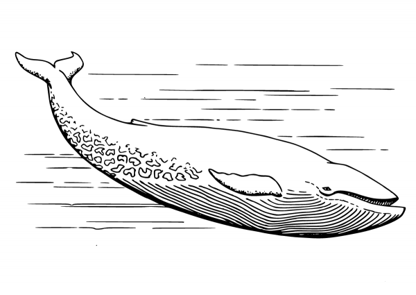 Realistic Grey Whale coloring page image