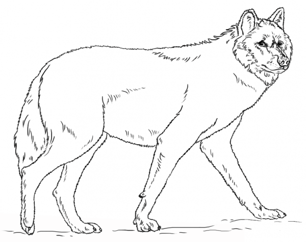 Realistic Grey Wolf coloring page image