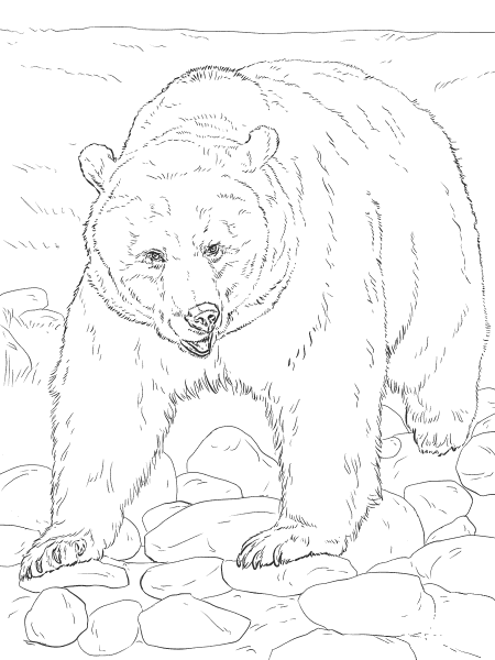 Realistic Grizzly Bear coloring page image