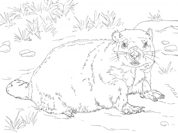 Realistic Groundhog coloring page image