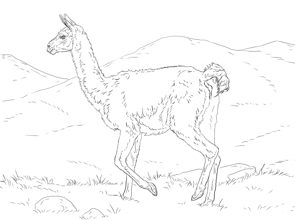 Realistic Guanaco coloring page image