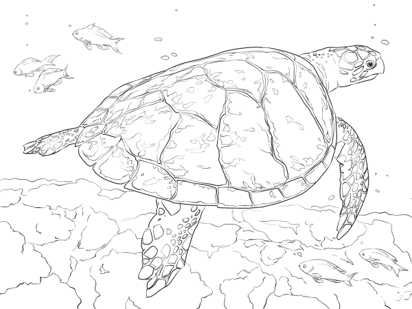 Realistic Hawksbill Sea Turtle coloring page image