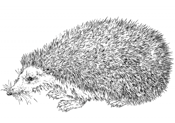 Realistic Hedgehog coloring page image