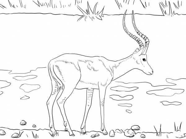 Realistic Impala coloring page image