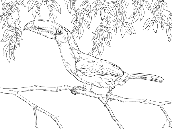 Realistic Keel Billed Toucan coloring page image