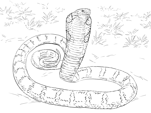 Realistic King Cobra coloring page image