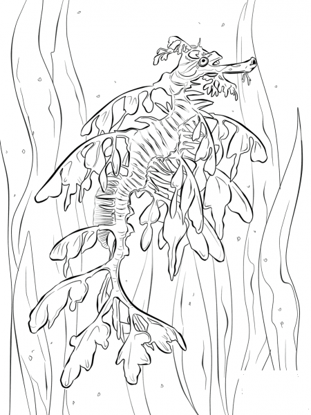Realistic Leafy Seadragon coloring page image