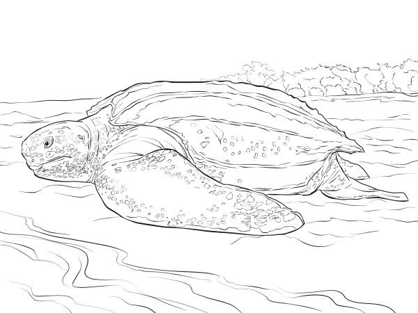 Realistic Leatherback Turtle coloring page image