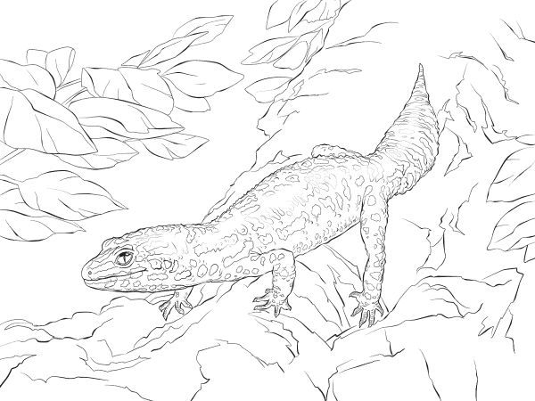 Realistic Leopard Gecko coloring page image
