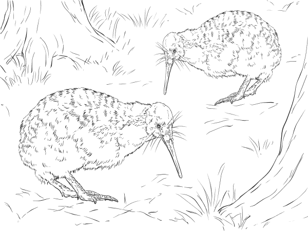 Realistic Little Spotted Kiwi coloring page image